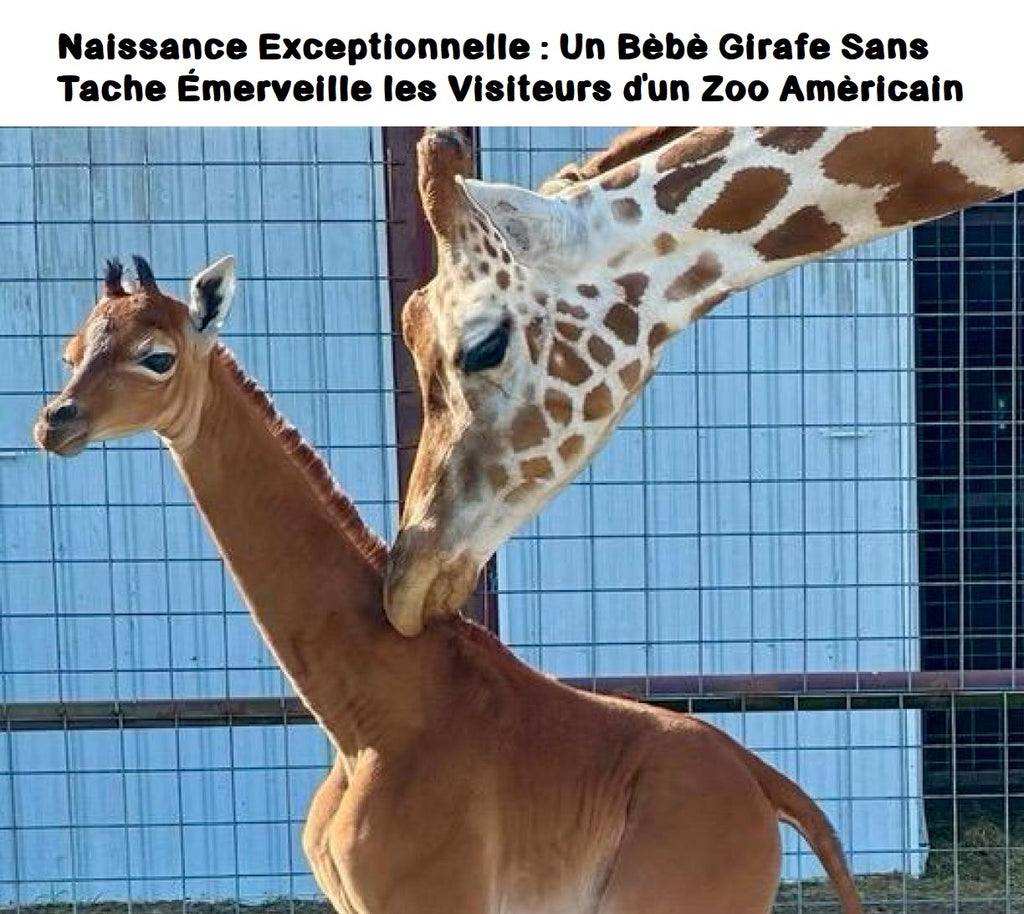 Naissance Exceptionnelle : Un Bébé Girafe Sans Tache Émerveille les Visiteurs d'un Zoo Américain